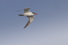 Reuzenstern; Caspian Tern; Hydroprogna caspia