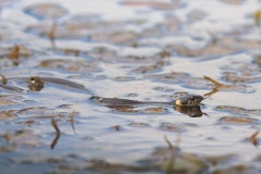 Ringslang; Grass Snake; Natrix Natrix