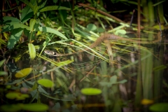 Ringslang; Grass Snake; Natrix Natrix