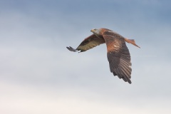 Rode Wouw; Red Kite; Milvus milvus