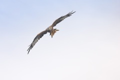 Rode Wouw; Red Kite; Milvus milvus