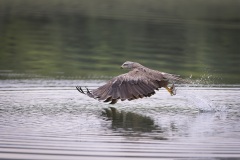 Rode Wouw; Red Kite; Milvus milvus