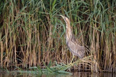 Roerdomp; Eurasian Bittern; Botaurus Stellaris