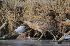 Roerdomp; Eurasian Bittern; Botaurus Stellaris