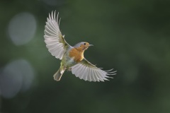 Roodborst; European Robin; Erithacus rubecula