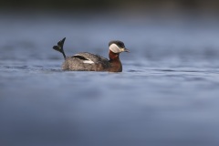 Roodhalsfuut; Red-necked Grebe; Podiceps grisegena