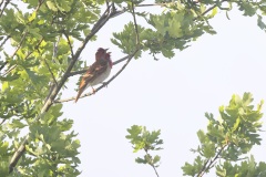 Roodmus; Common Rosefinch; Carpodacus erythrinus