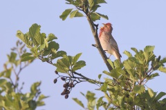 Roodmus; Common Rosefinch; Carpodacus erythrinus