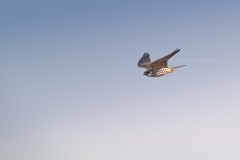 Roodpootvalk; Red-footed Falcon; Falco Vespertinus