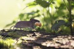 Rosse Woelmuis; Bank Vole; Clethrionomys glareolus