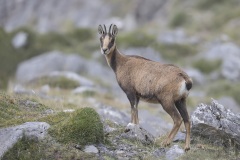 Cantabrische Gems; Cantabrian Chamois; Rupicapra pyrenaica parva