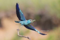 European Roller flies off a branch to bring food to the nest