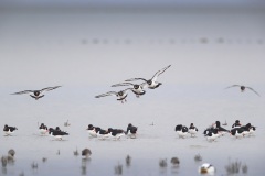 Scholekster; Eurasian Oystercatcher; Haematopus Ostralegus