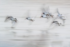 Scholekster; Eurasian Oystercatcher; Haematopus Ostralegus