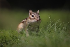 Siberische Grondeekhoorn; Siberian Chipmunk; Tamias sibiricus