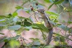 Siberische Grondeekhoorn; Siberian chipmunk; Tamias sibiricus