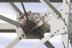 Slechtvalk; Peregrine Falcon; Falco Peregrinus