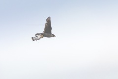 Slechtvalk; Peregrine Falcon; Falco peregrinus