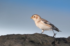 Sneeuwgors; Snow Bunting; Plectrophenax Nivalis