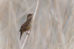 Snor; Savi's Warbler; Locustella Lusciniodes