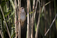 Snor; Savi's Warbler; Locustella luscinioides