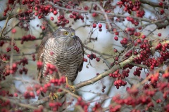 Sperwer; Eurasian Sparrowhawk; Accipiter Nisus