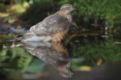 Sperwer; Eurasian Sparrowhawk; Accipiter nisus