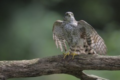 Sperwer; Eurasian Sparrowhawk; Accipiter nisus