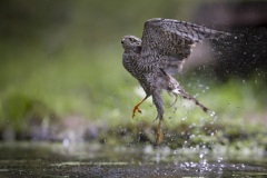 Sperwer; Sparrowhawk; Accipiter nisus