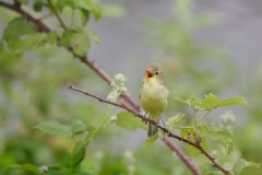 Spotvogel; Icterine Warbler; Hippolais Icterina