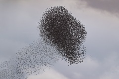 Spreeuw; Common Starling; Sturnus Vulgaris