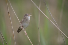 Sprinkhaanzanger; Common Grasshopper Warbler; Locustella Naevia