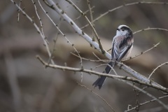 Staartmees; Long-tailed Tit; Aegithalos caudatus