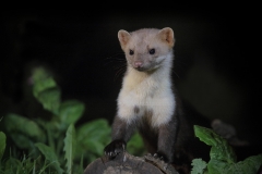 Steenmarter; Beech Marten; Martes Fiona