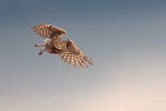 Steenuil; Little Owl; Athene Noctua