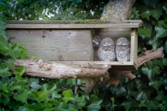 Steenuil; Little Owl; Athene Noctua