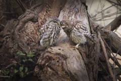 Steenuil; Little Owl; Athene noctua