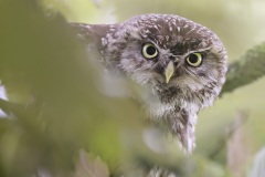 Steenuil; Little Owl; Athene noctua