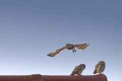 Steenuil; Little Owl; Athene noctua