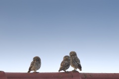 Steenuil; Little Owl; Athene noctua