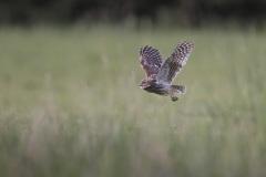 Steenuil; Little Owl; Athene noctua