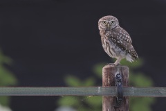 Steenuil; Little Owl; Athene noctua