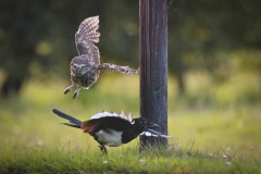Steenuil; Little Owl; Athene noctua
