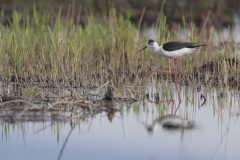 Steltkluut; Black-winged Stilt; Himantopus himantopus