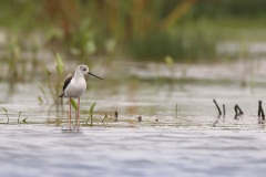 Steltkluut; Black-winged Stilt; Himantopus himantopus
