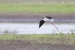 Steltkluut; Black-winged Stilt; Himantopus himantopus