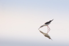 Steltkluut; Black-winged Stilt; Himantopus himantopus