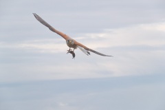Torenvalk; Kestrel; Falco Tinnunculus