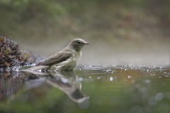 Tuinfluiter; Garden Warbler; Sylvia borin