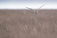 Velduil; Short-eared Owl; Asio Flammeus